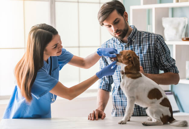 Auxiliar De Veterinario, otros cursos.