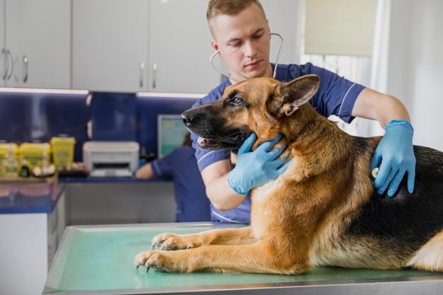 Auxiliar De Veterinario, todo un profesional.